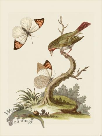 Edwards 128 Green Coldfinch